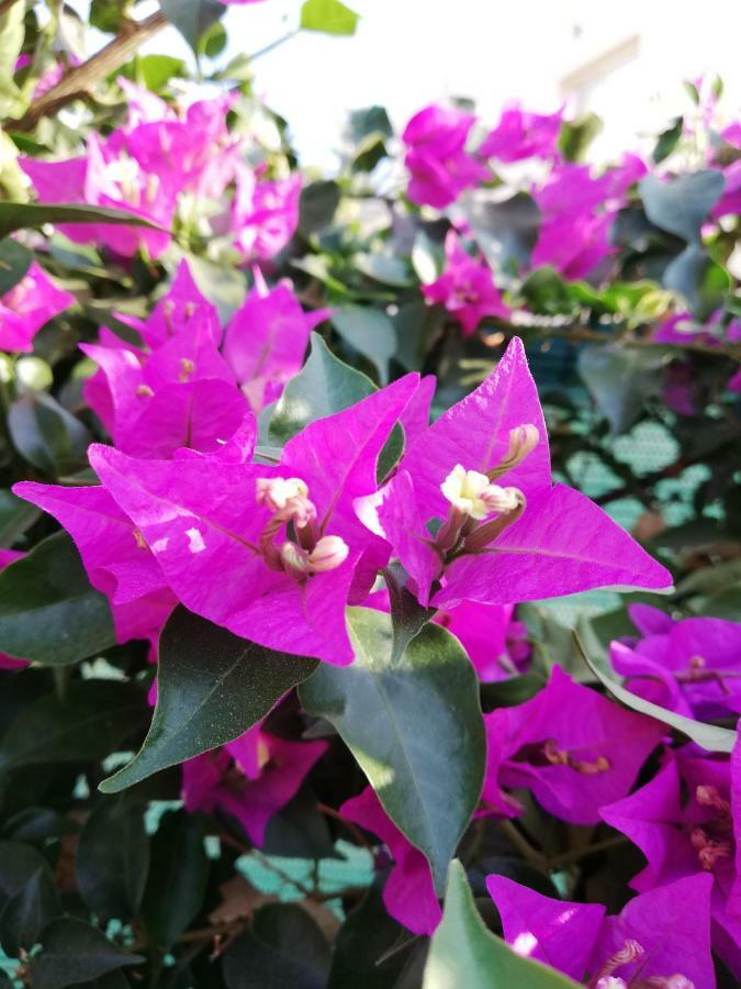 PaphosChriselina Gottage公寓 外观 照片